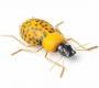 Статуэтка Mambo Unlimited Ideas Fauna - beetle-yellow